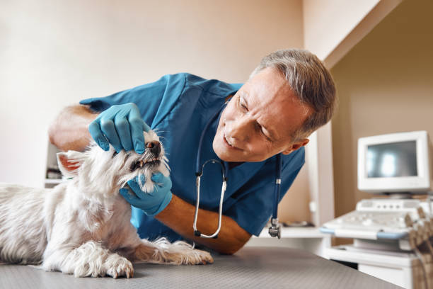 Best Walk-In Emergency Dentist in Clemson, SC